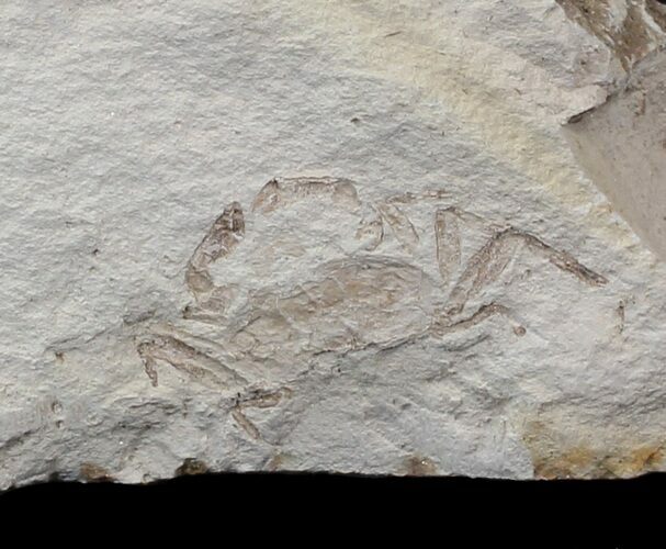 Fossil Pea Crab (Pinnixa) From California - Miocene #42941